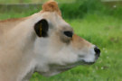 Jersey Cow 3