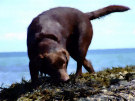 Brown Labrador On The Beach 2
