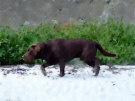 Brown Labrador On The Beach 3