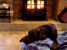 Labrador Getting Warmed In Front Of An Open Fire During The Winter