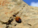 Ladybug / Ladybird 11