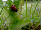 Ladybird / Ladybug 6