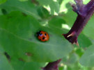 Ladybug / Ladybird