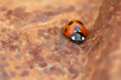 Ladybug / Ladybird 15