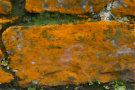 Lichen 3