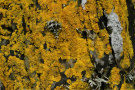 Lichen 7