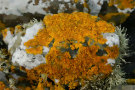 Lichen 8