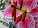 Lily Stamen 3