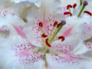 Lily Stamens