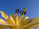 Lily 5 (Yellow against blue sky)