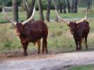 Long Horned Cows