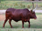 Long Horned Cow
