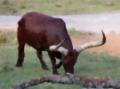 Long Horned Cow 2