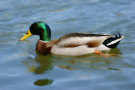 Mallard Duck