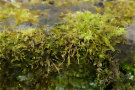 Moss 5