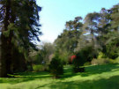 Mount Stewart Gardens 6