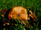 Mushroom 4