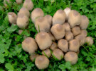 Mushrooms 6