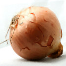 Onion 2