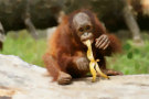 Orangutan Eating A Banana