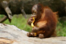 Orangutan 4