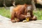 Orangutan 9