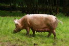 Pigs / Piglets