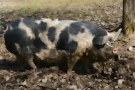 Pig 4