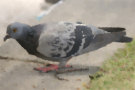 Pigeon 2