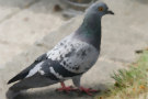 Pigeon 3