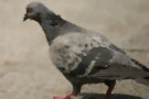 Pigeon 4