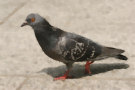 Pigeon 6