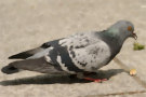 Pigeon 7