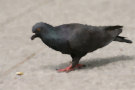 Pigeon 8