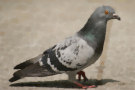 Pigeon 9