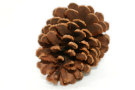 Pine Cone 2