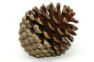 Pine Cone 3