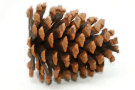 Pine Cone 4