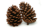 Pine Cones