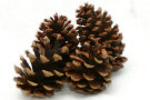 Pine Cones 2