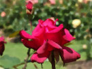 Pink Rose 2