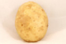 Potato