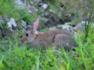 Wild Rabbit 2