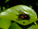 Orange / Copper / Green colored fly / insect on an ivy leaf