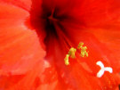 Red Lily (Close Up)