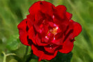 Red Rose 2 - taken with Sigma 70-300 APO DG lens