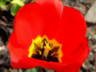 Red Tulip