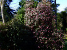 Rhododendron 10