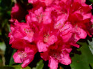 Rhododendron 11