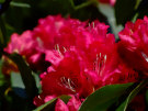 Rhododendron 12